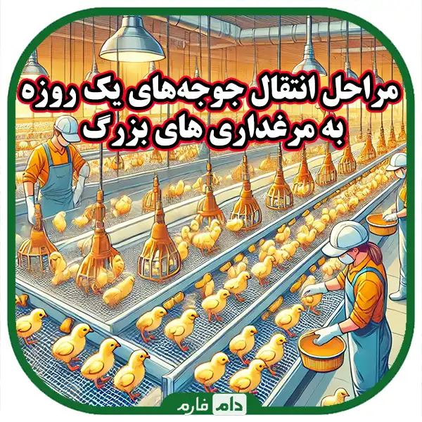 A-guide-for-transferring-day-old-chicks-to-large-chicken-farms