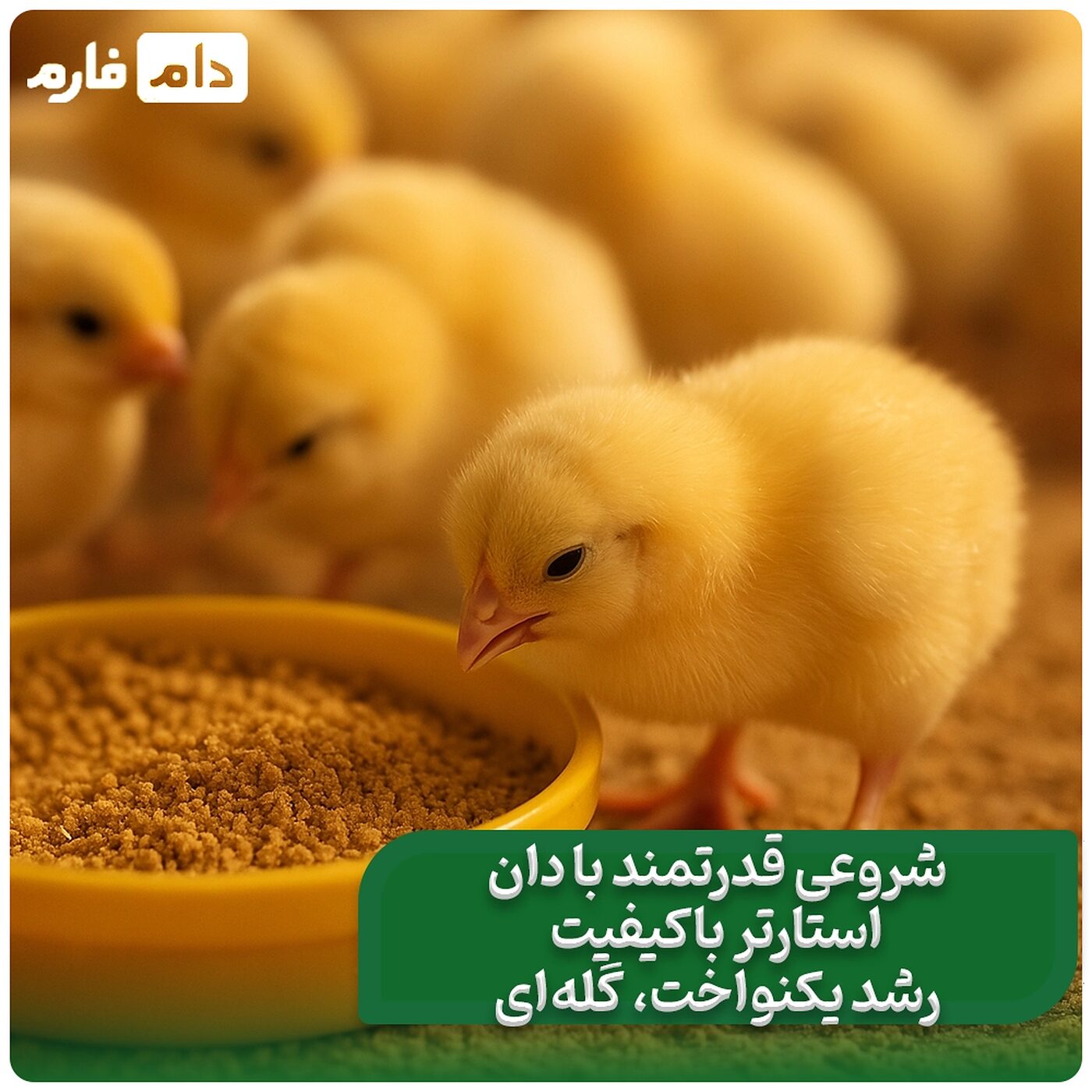 بهترین_دان_استارتر_جوجه_گوشتی:_راهکار_تضمینی_برای_رشد_یکنواخت_جوجه‌ها