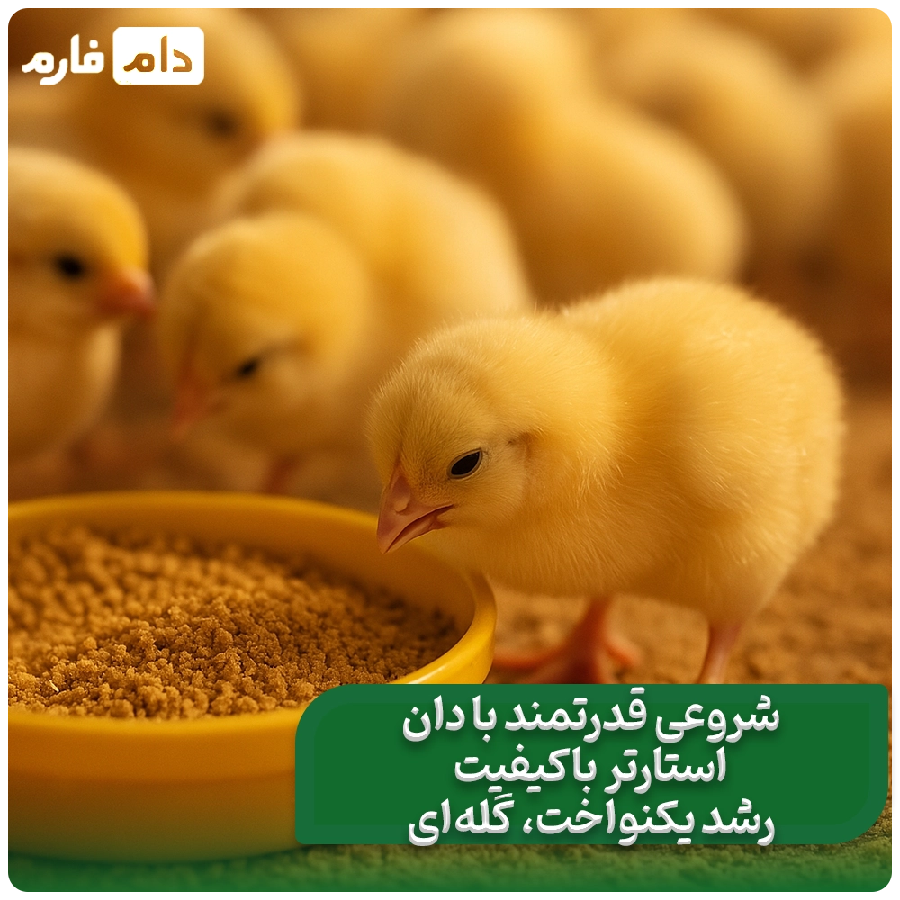 بهترین_دان_استارتر_جوجه_گوشتی:_راهکار_تضمینی_برای_رشد_یکنواخت_جوجه‌ها