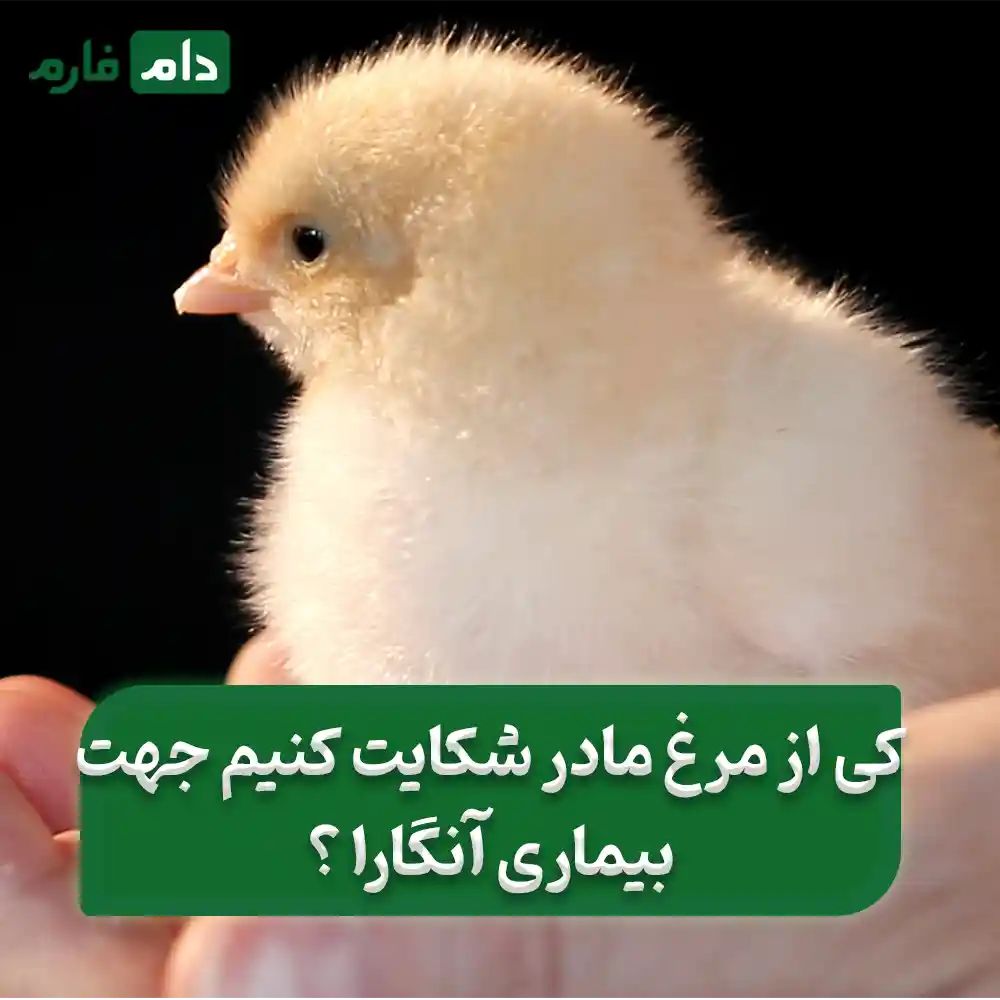 The-best-method-of-treatment-and-prevention-of-Angara-for-broilers