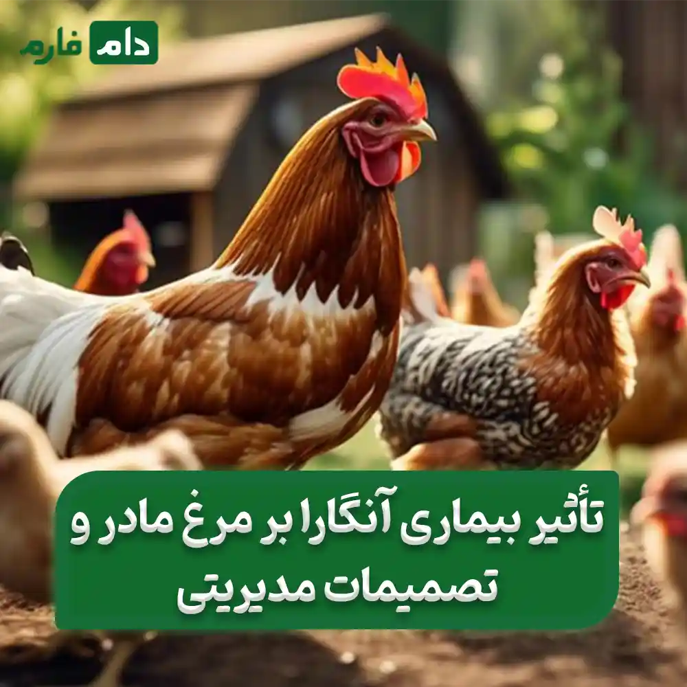 The-best-method-of-treatment-and-prevention-of-Angara-for-broilers