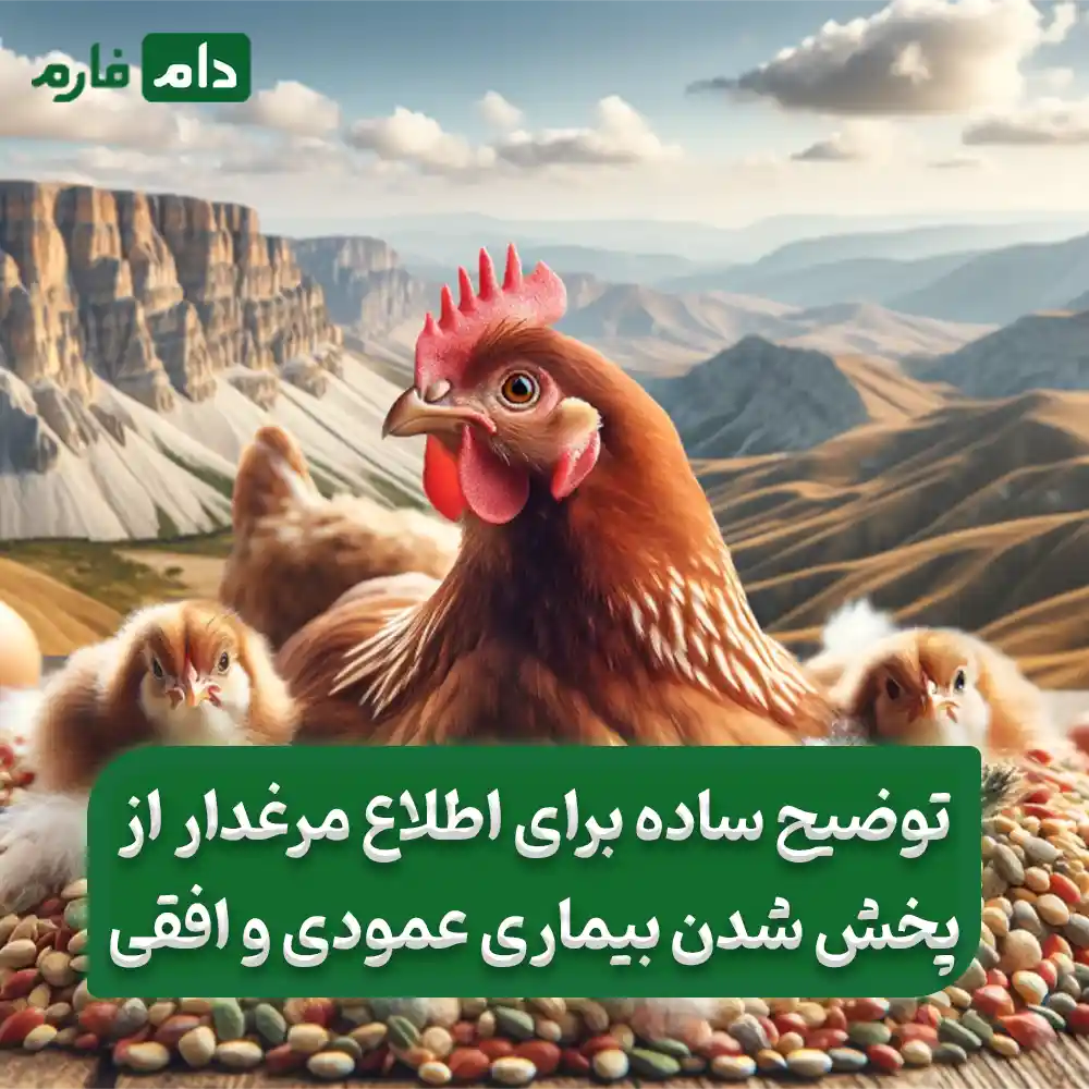 The-best-method-of-treatment-and-prevention-of-Angara-for-broilers