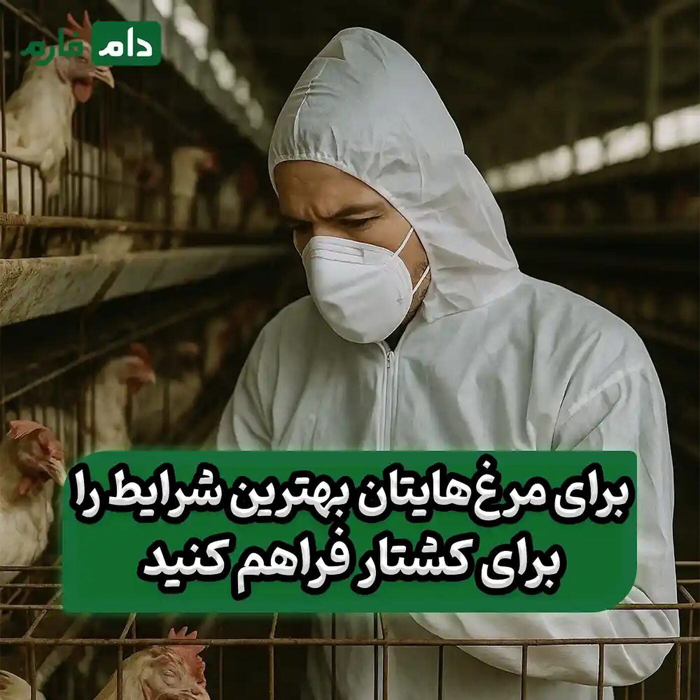 چگونه_مرغ‌های_گوشتی_را_برای_کشتار_با_کیفیت_بالا_آماده_کنیم؟