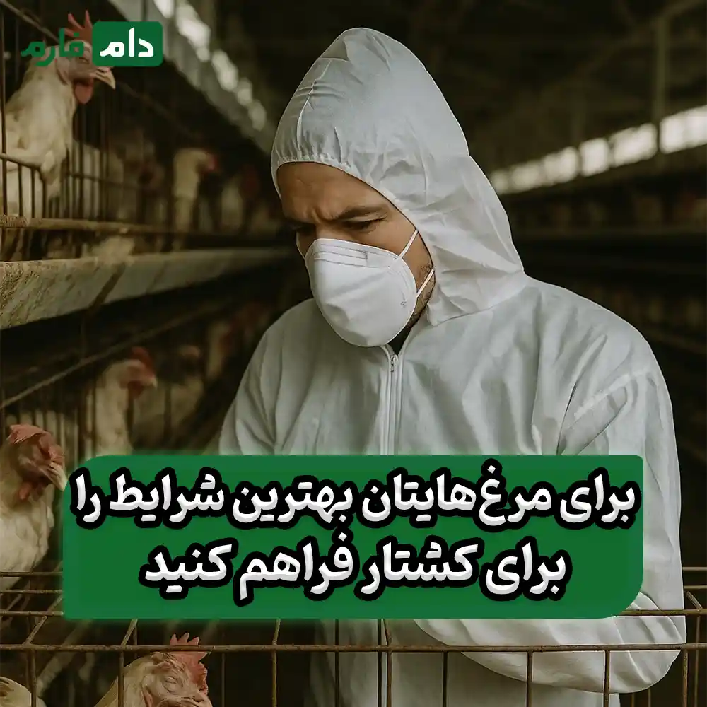 چگونه_مرغ‌های_گوشتی_را_برای_کشتار_با_کیفیت_بالا_آماده_کنیم؟