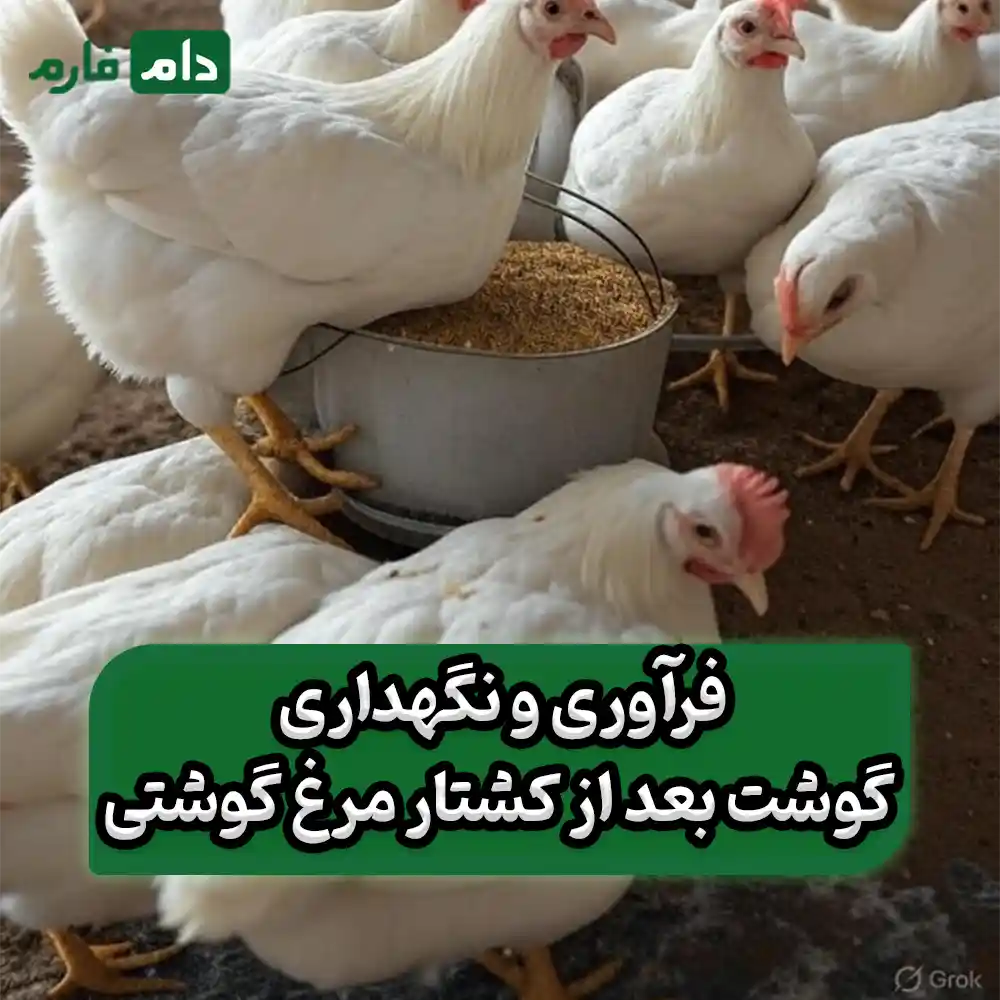 How-to-prepare-broilers-for-high-quality-slaughter