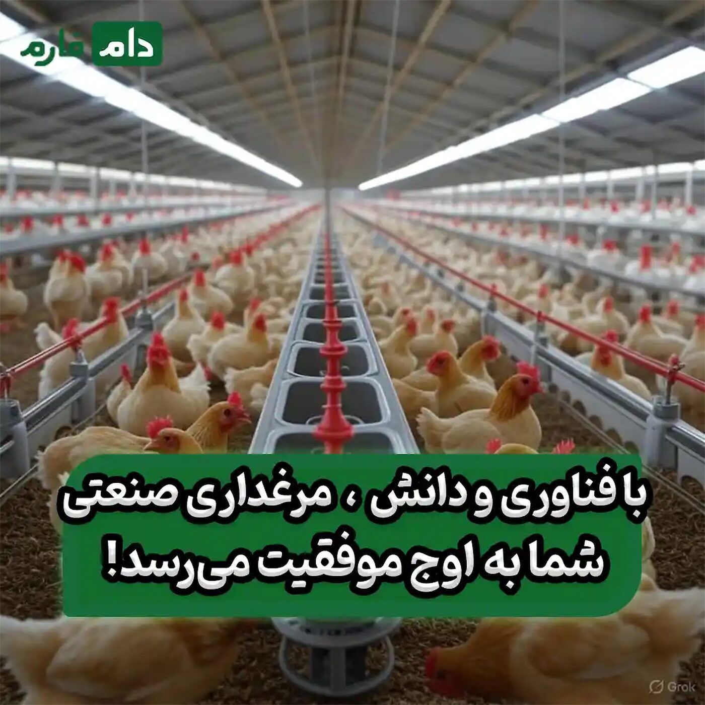 پرورش_مرغ_گوشتی_در_مرغداری‌های_صنعتی