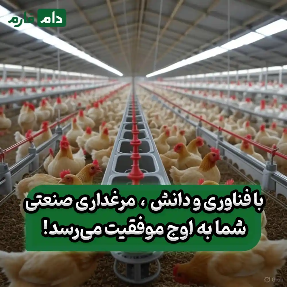 _پرورش_مرغ_گوشتی_در_مرغداری‌های_صنعتی