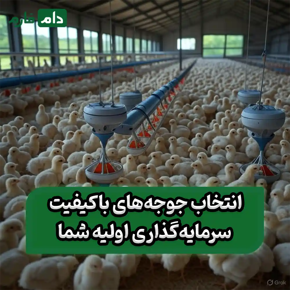 Broiler-farming-education-in-industrial-poultry-farms
