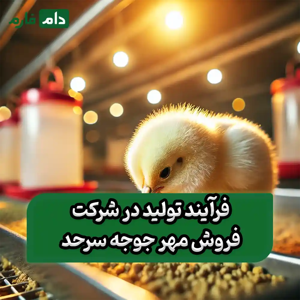 Sarhad-Chicken-Seal-Sales-Company-09190089057