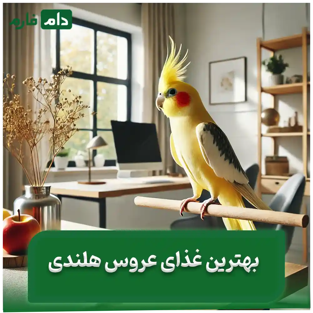 Dutch-bride-food-Avoiding-harmful-foods-for-the-Dutch-bride