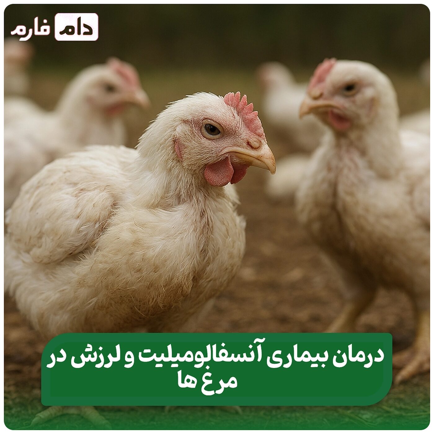 بیماری_آنسفالومیلیت_در_مرغ‌_ها_|_علت_لزرش_جوجه_مرغ