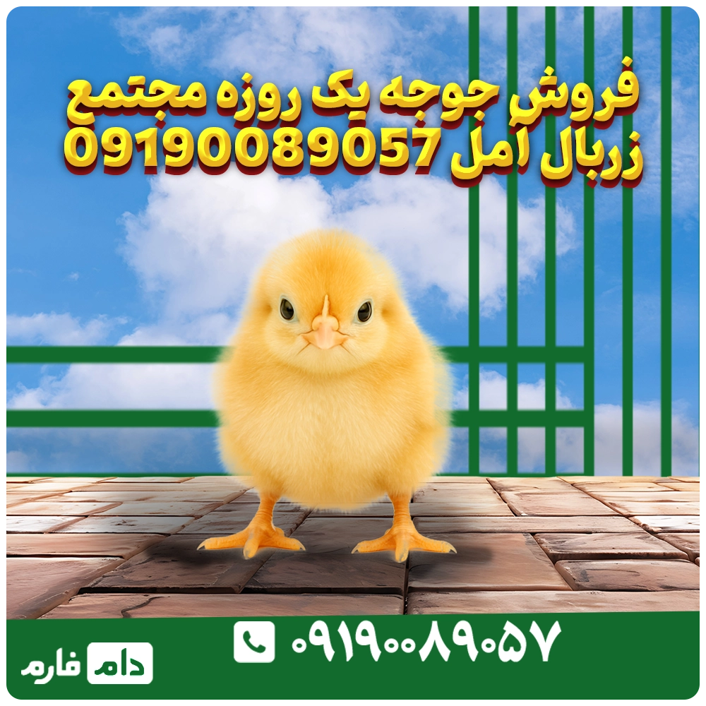 فروش_جوجه_یک_روزه_مجتمع_زربال_آمل_09190089057