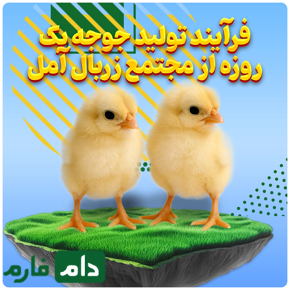 Selling-one-day-old-chicks,-Zarbal-Complex,-Amol-