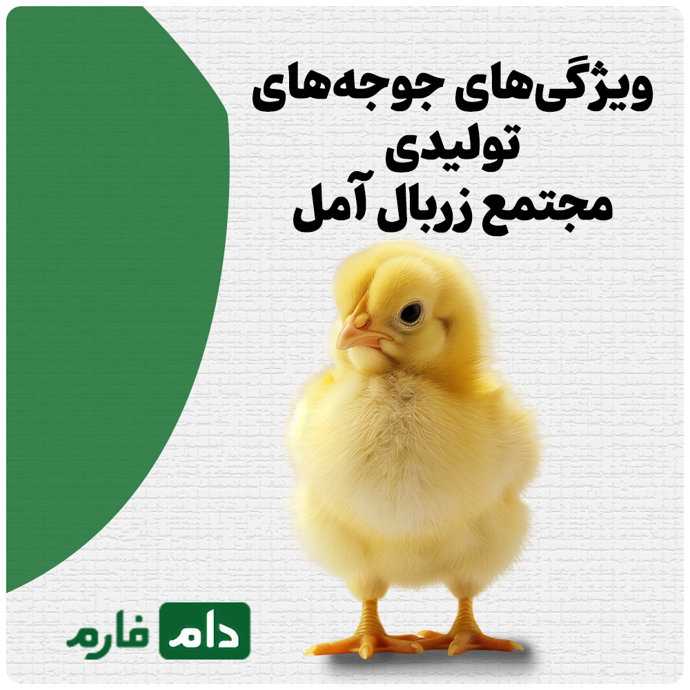 Selling-one-day-old-chicks,-Zarbal-Complex,-Amol-