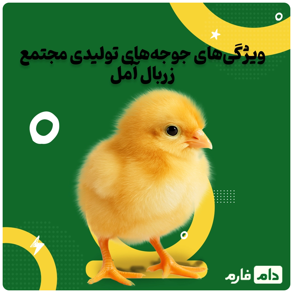 Selling-one-day-old-chicks,-Zarbal-Complex,-Amol-