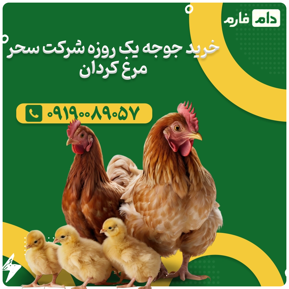 خرید_جوجه_یک_روزه_شرکت_سحر_مرغ_کردان_09190089057