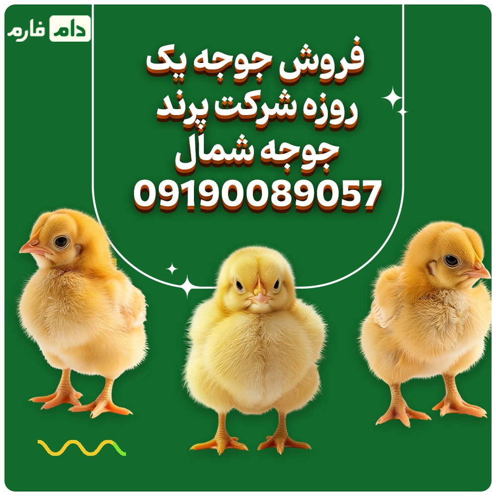 فروش_جوجه_یک_روزه_شرکت_پرند_جوجه_شمال09190089057