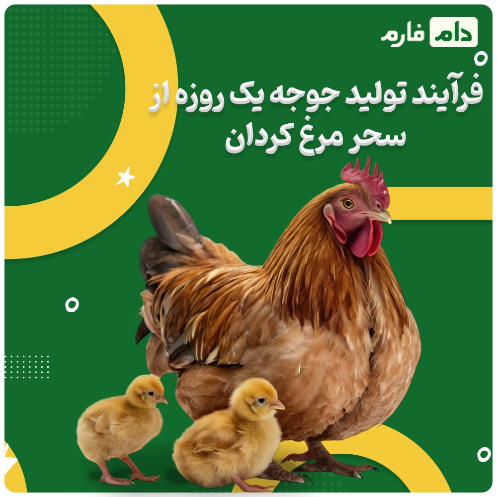 Buying-one-day-old-chicks-from-Sahar-Morgh-Kordan-Company-