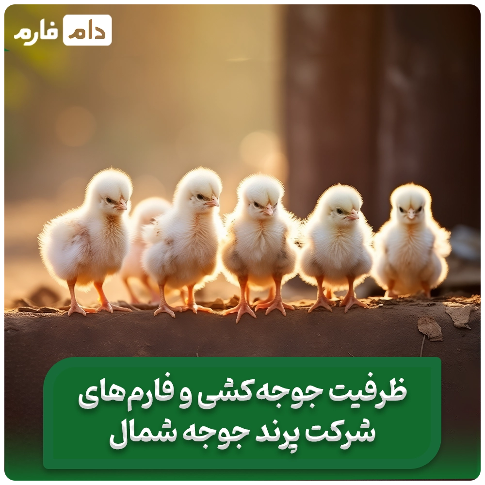 Parand-Joja-Shomal-Company's-one-day-chick-sales-center
