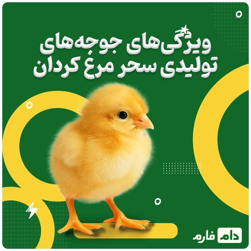 Buying-one-day-old-chicks-from-Sahar-Morgh-Kordan-Company-