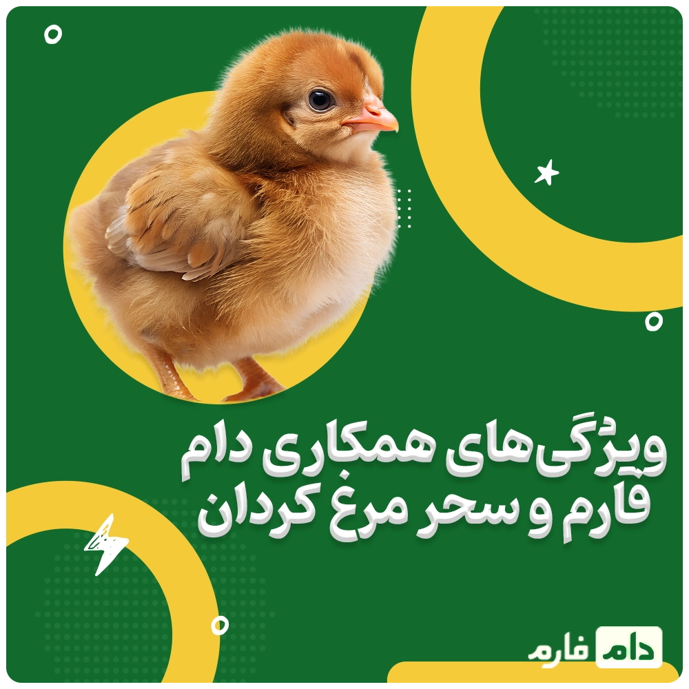 Buying-one-day-old-chicks-from-Sahar-Morgh-Kordan-Company-