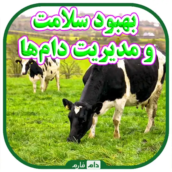 Cost-reduction-solutions-in-animal-husbandry,-cheaper-feed-for-high-yield-prices