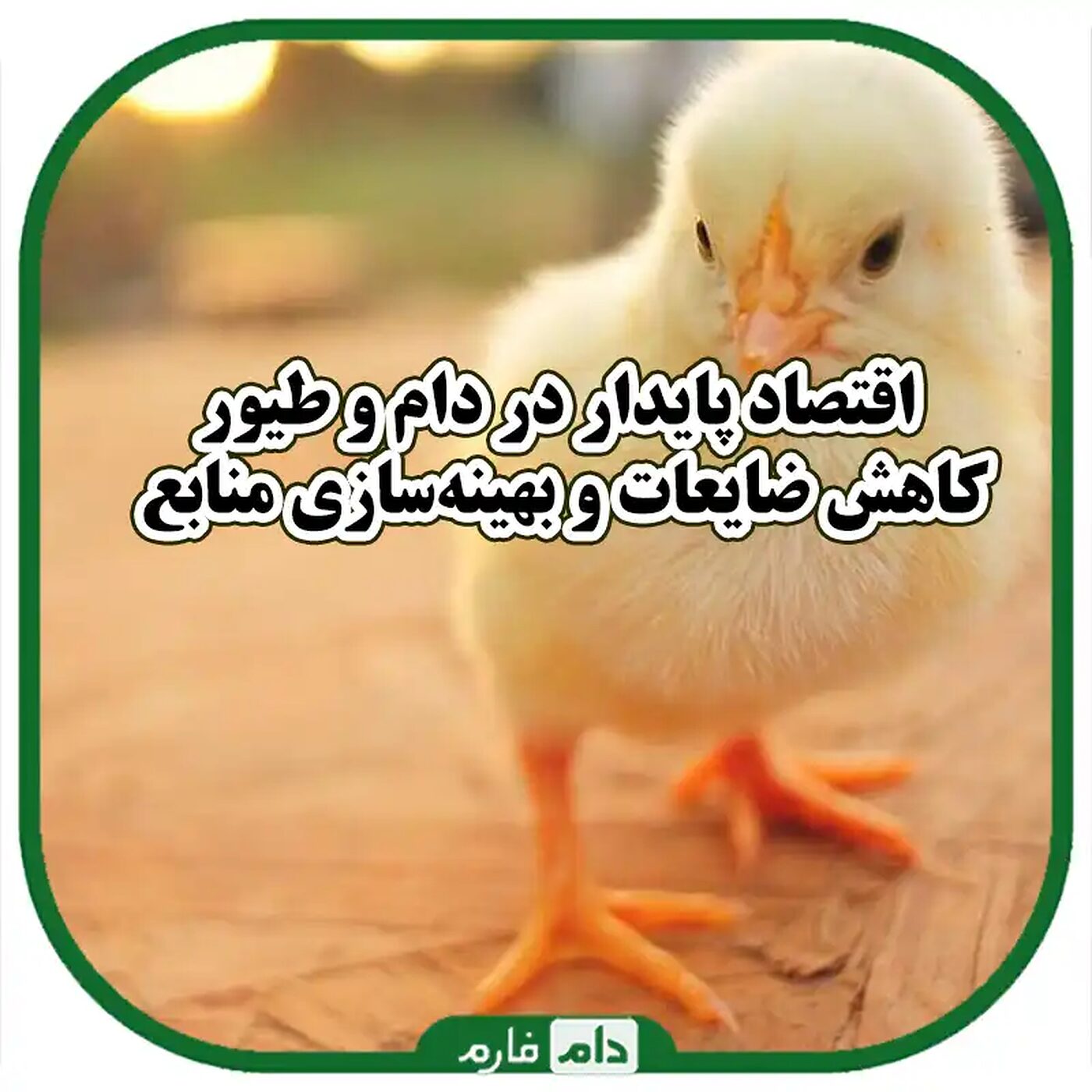 اقتصاد_در_حال_گردش_در_صنعت_دام_و_طیور_کاهش_ضایعات_و_منابع_مصرفی_