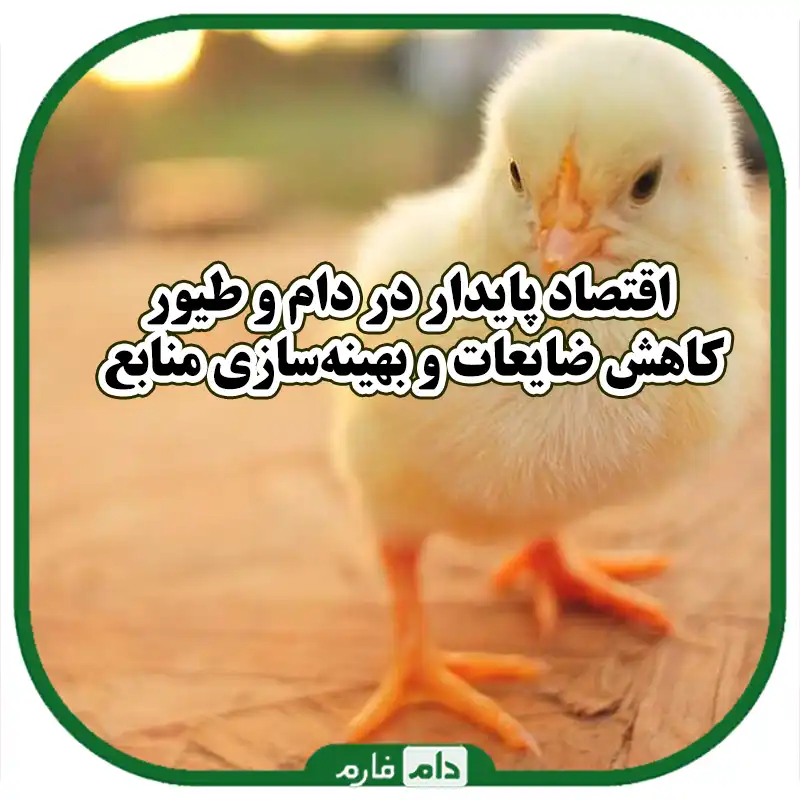 اقتصاد_در_حال_گردش_در_صنعت_دام_و_طیور_کاهش_ضایعات_و_منابع_مصرفی_