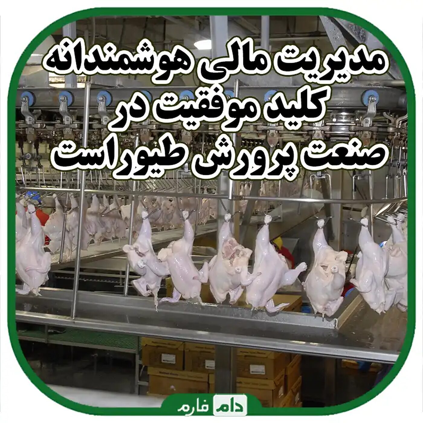 _برنامه_ریزی_مالی_صحیح_به_موفقیت_در_پرورش_طیور_کمک_می_کند