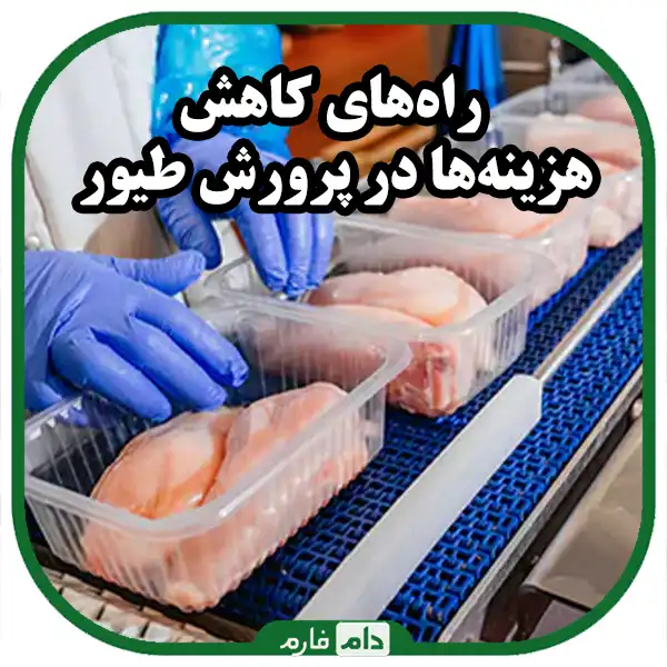 Proper-financial-planning-helps-to-be-successful-in-poultry-farming