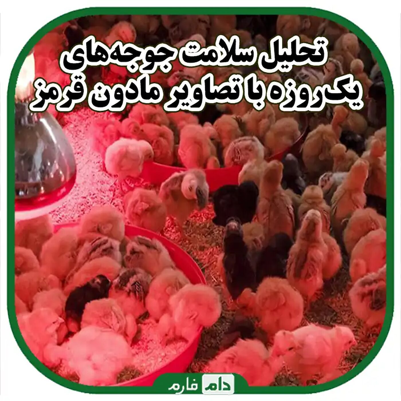 بررسی_سلامت_جوجه‌های_یک‌روزه_با_استفاده_از_تصاویر_مادون_قرمز_