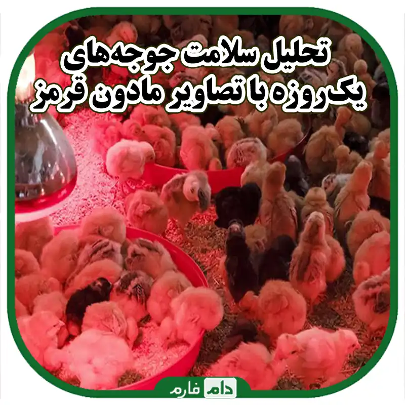 بررسی_سلامت_جوجه‌های_یک‌روزه_با_استفاده_از_تصاویر_مادون_قرمز_
