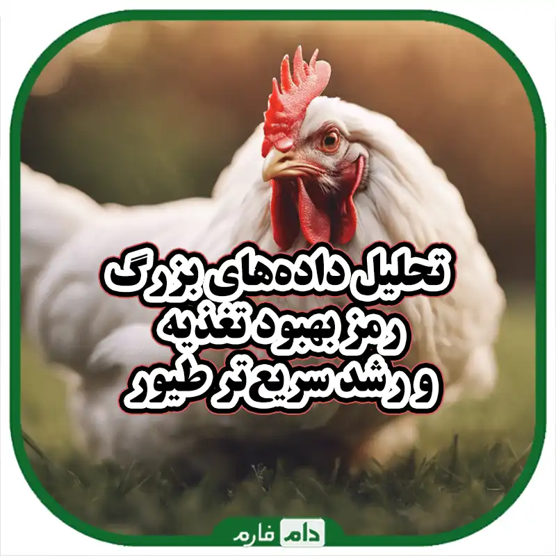 چگونه_تحلیل_داده‌های_بزرگ_می‌تواند_به_بهبود_کیفیت_تغذیه_و_رشد_طیور_کمک_کند
