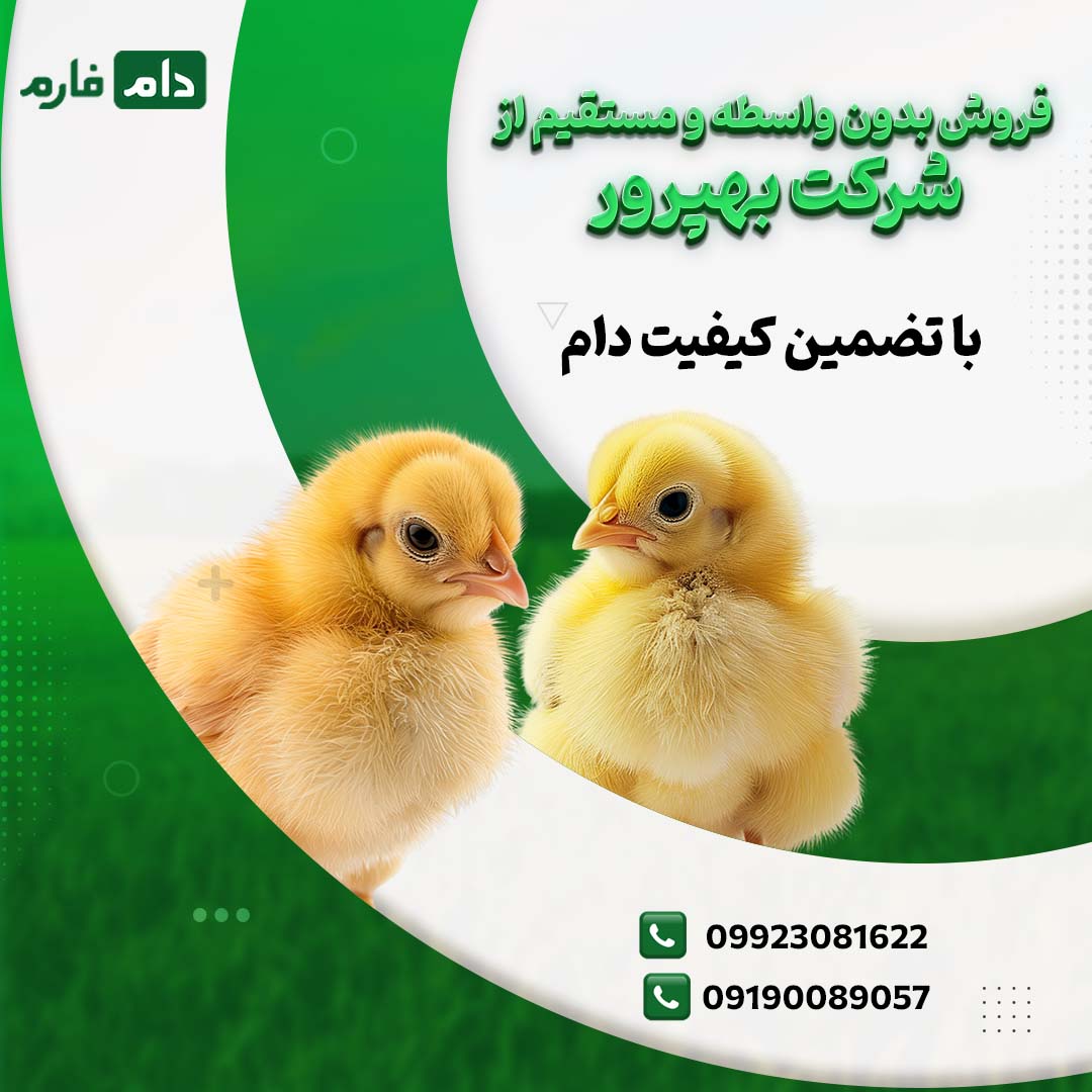 خرید_مستقیم_جوجه_شرکت_بهپرور_09190089057