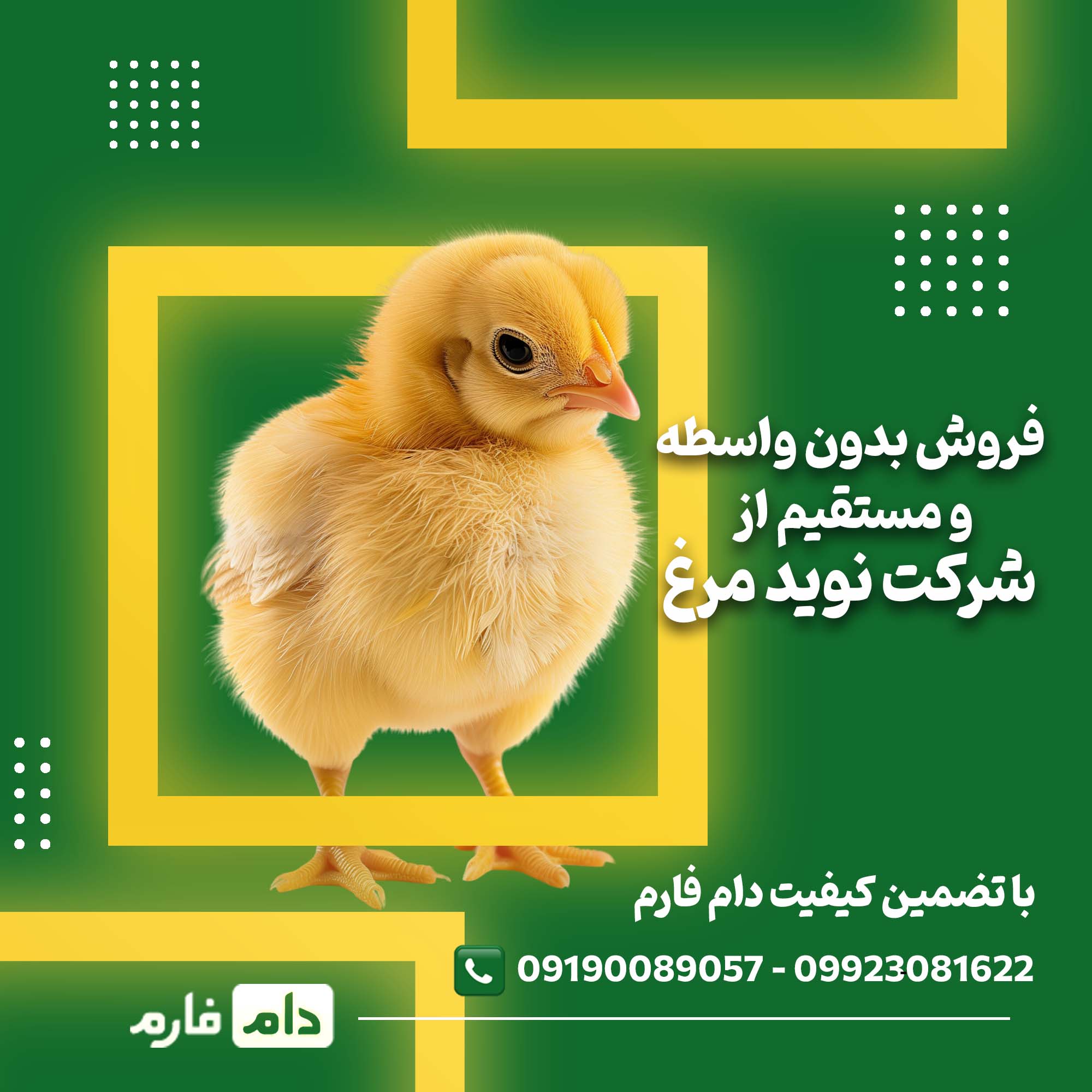 خرید_بدون_واسطه_جوجه_یک_روزه_شرکت_نوید_مرغ_09190089057