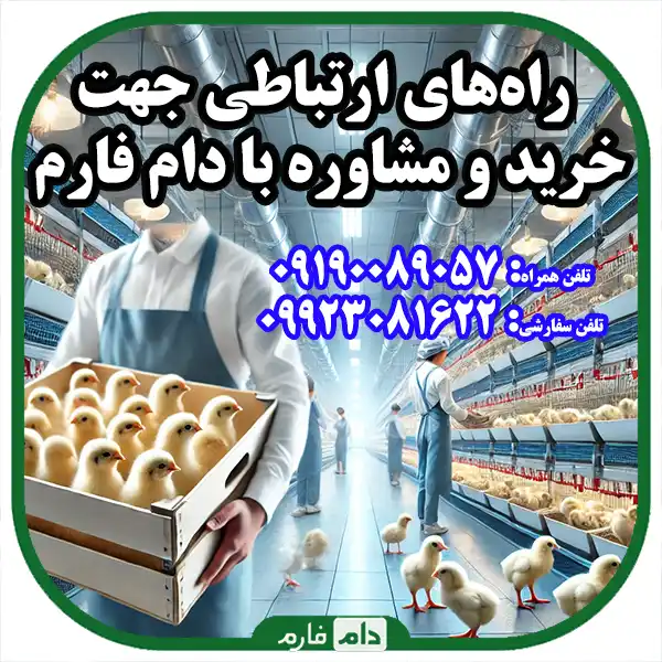 Buying-one-day-old-chicks-without-intermediaries-from-Navid-Murgh-Company