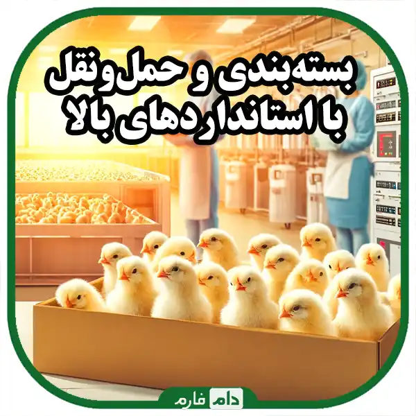 Buying-one-day-old-chicks-without-intermediaries-from-Navid-Murgh-Company