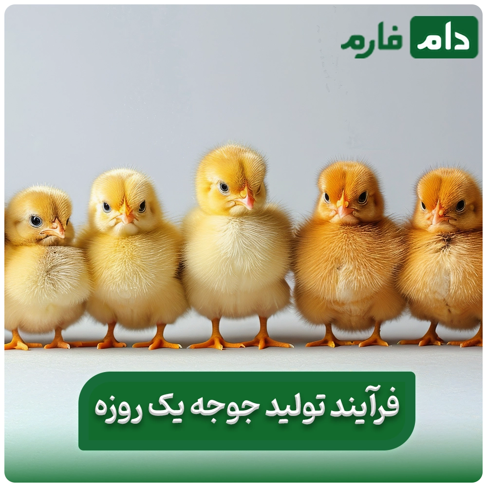 Selling-one-day-old-chicks-from-Barakat-Poultry-Company