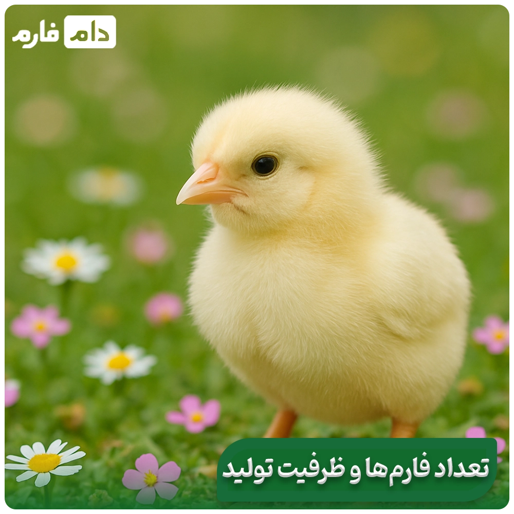 Selling-one-day-old-chicks-from-Gostar-Partikan-Company