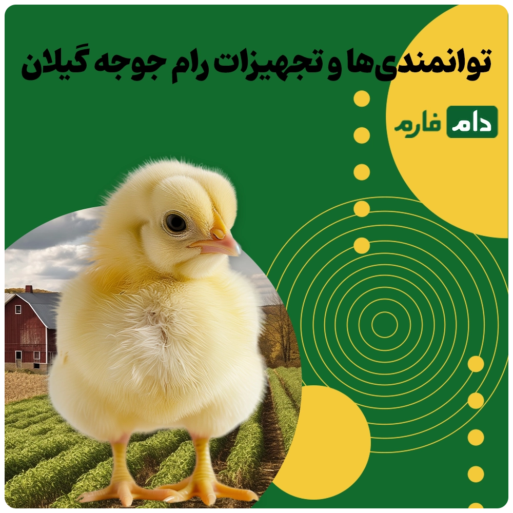 Buying-one-day-old-chicks-from-Ram-Chicken-Company-in-Gilan-