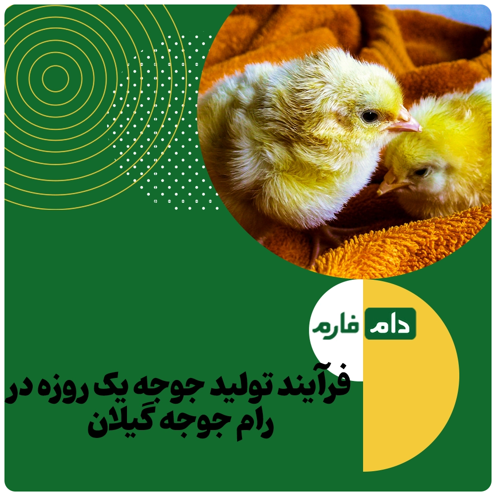 Buying-one-day-old-chicks-from-Ram-Chicken-Company-in-Gilan-
