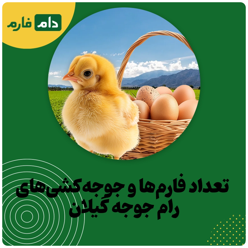 Buying-one-day-old-chicks-from-Ram-Chicken-Company-in-Gilan-