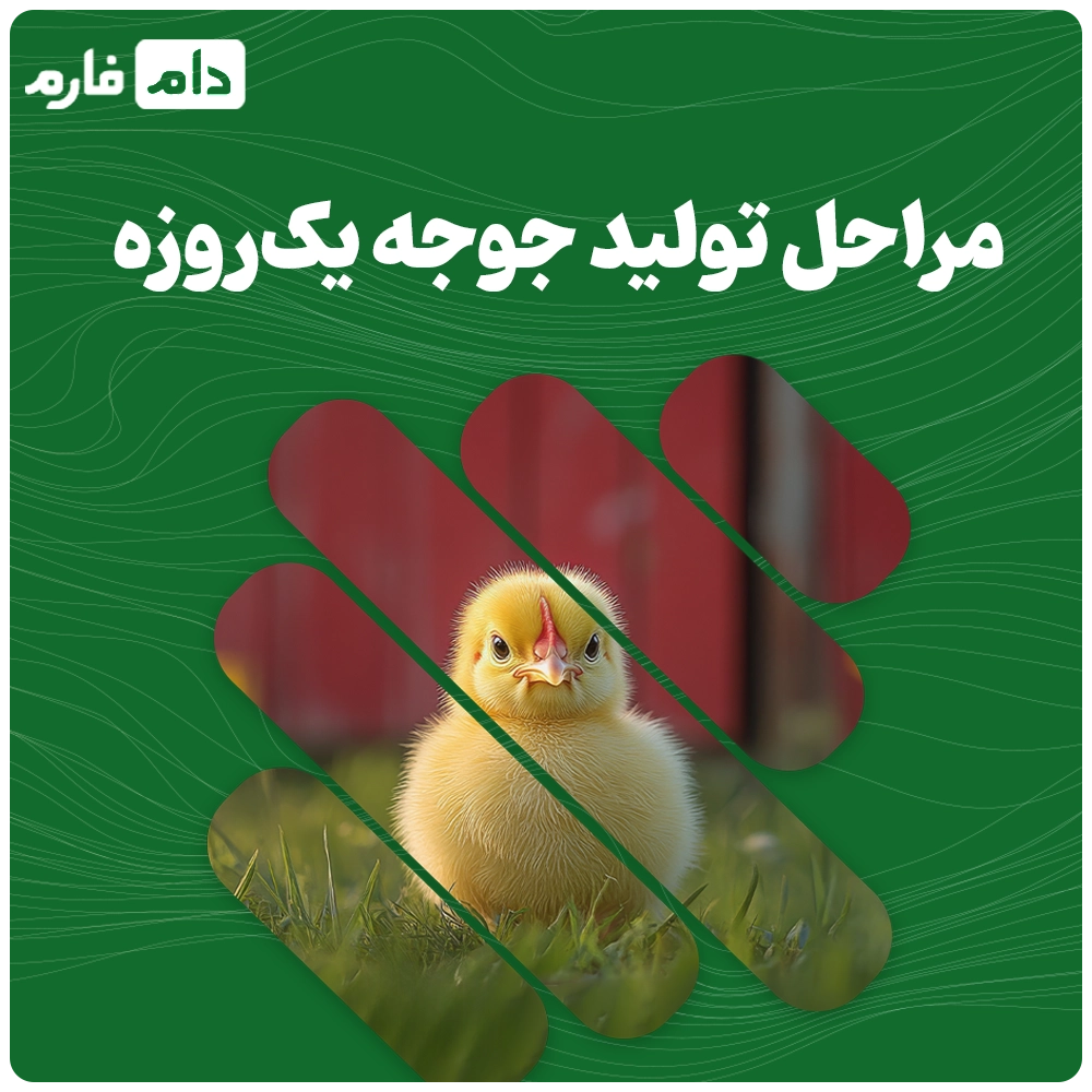 Selling-one-day-old-chicks-at-Arian-Line-Poultry-Complex-in-Babolkenar