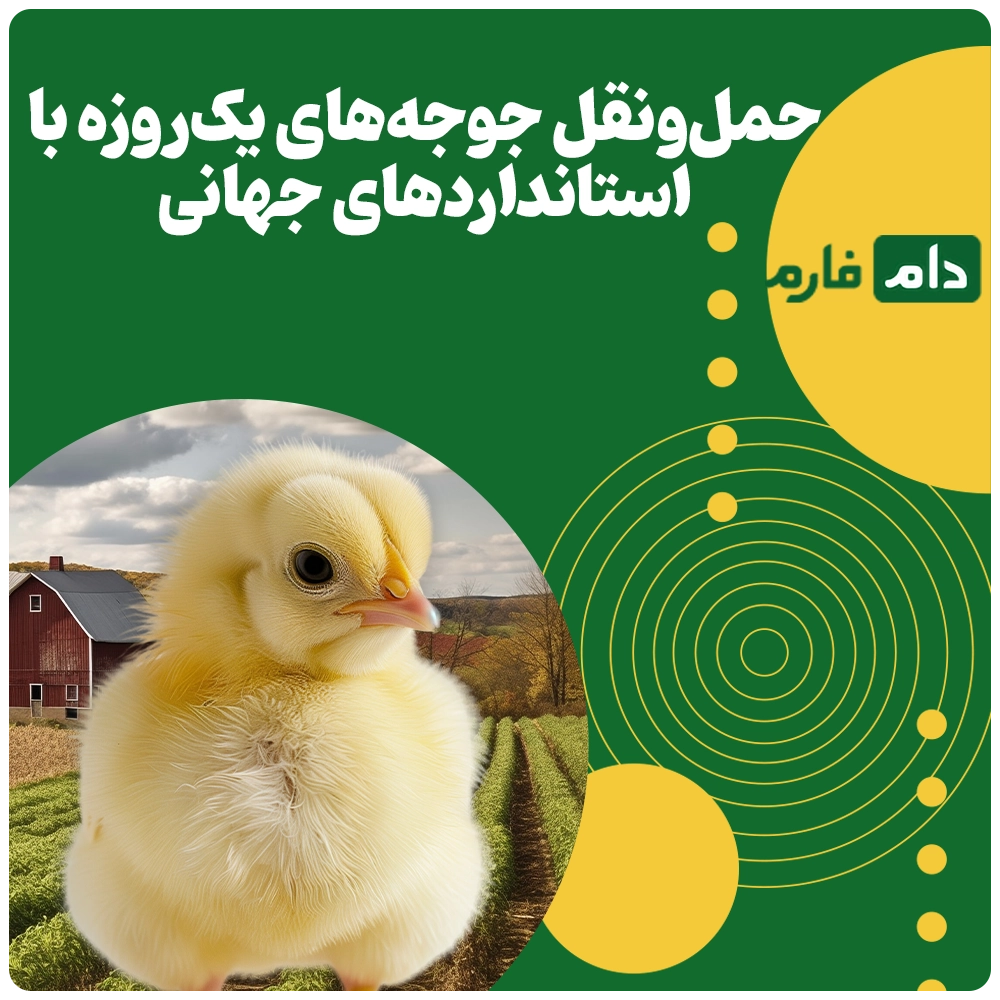 Selling-one-day-old-chicks-at-Arian-Line-Poultry-Complex-in-Babolkenar