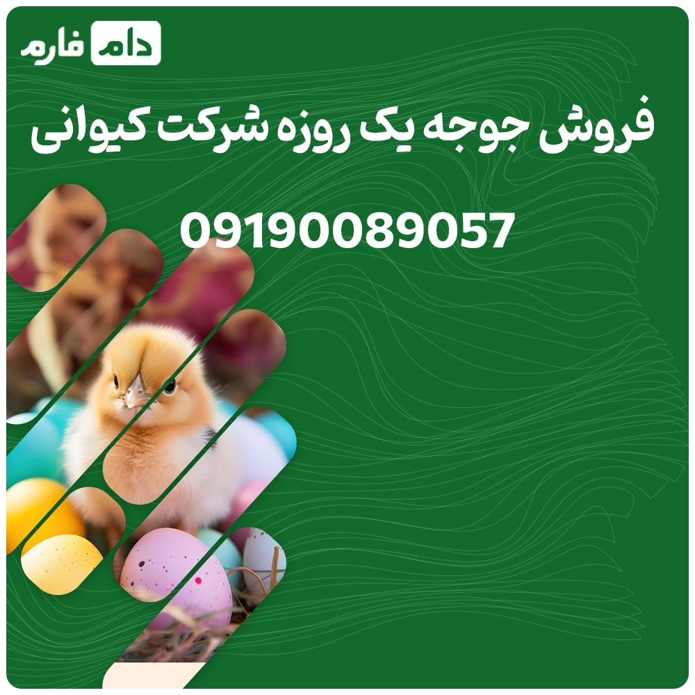فروش_جوجه_یک_روزه_شرکت_کیوانی_09190089057