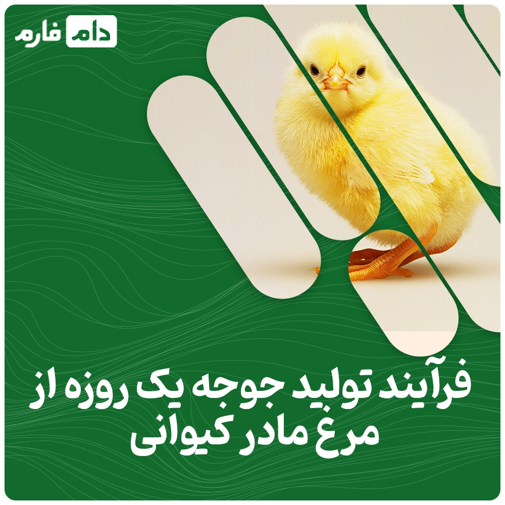 فروش-جوجه-یک-روزه-شرکت-کیوانی-