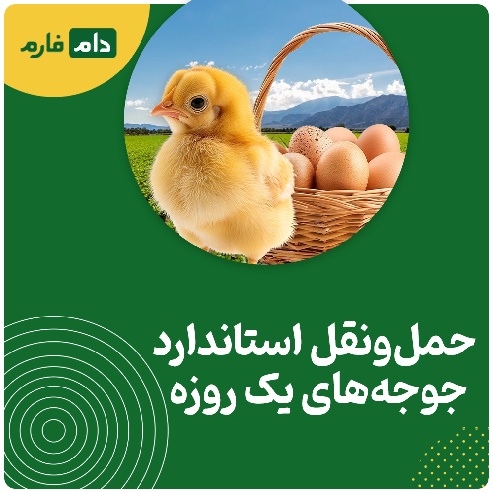 فروش-جوجه-یک-روزه-شرکت-کیوانی-