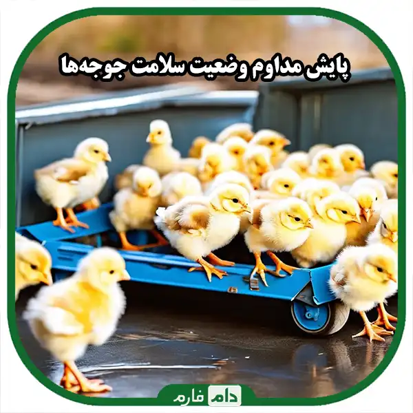 The-golden-secrets-of-transporting-one-day-old-chickens:-how-to-ensure-the-profitability-of-our-poultry-farm-with-basic-road-transport