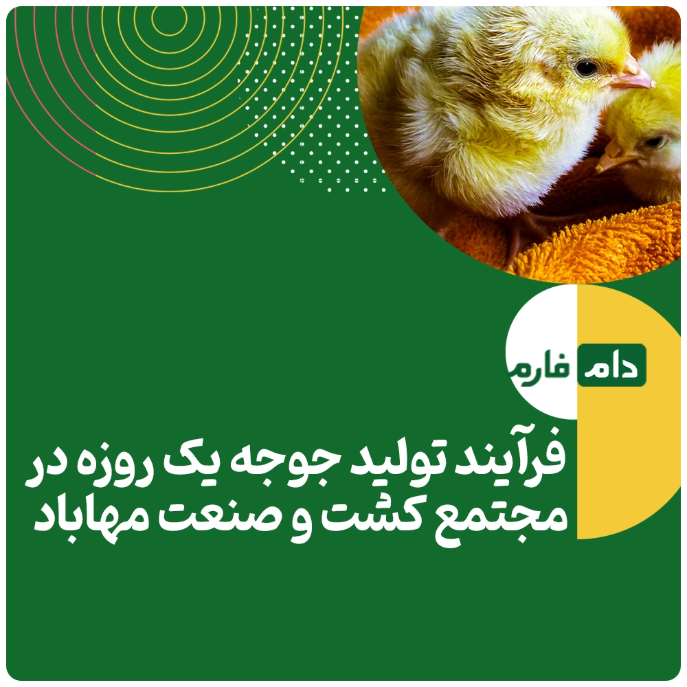Buying-one-day-old-chicks-from-Mahabad-Agro-Industrial-Complex-