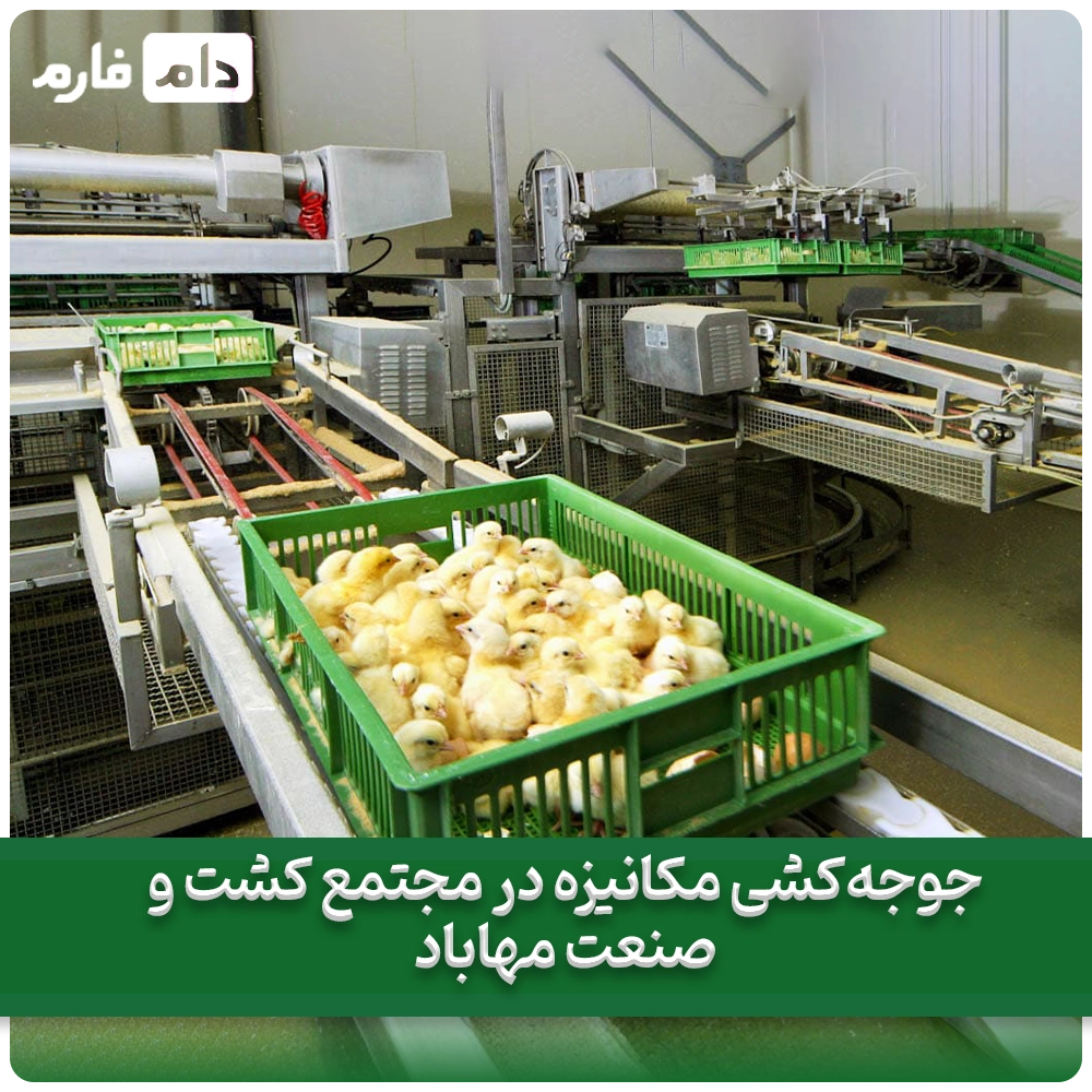 Buying-one-day-old-chicks-from-Mahabad-Agro-Industrial-Complex-